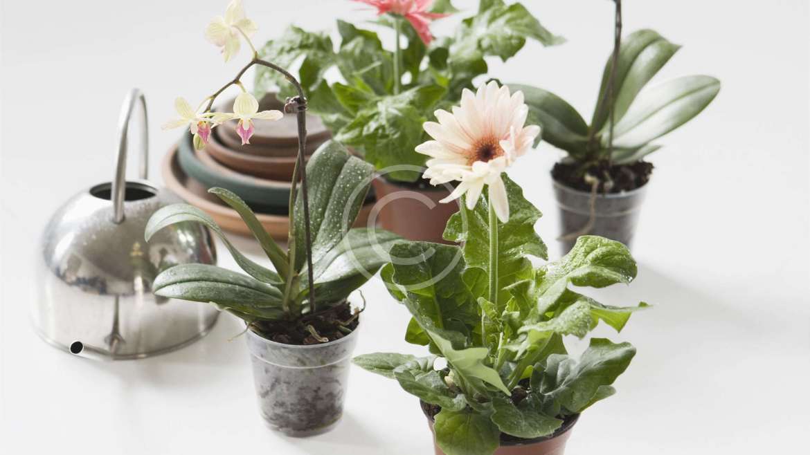 The plants that help purifying the air