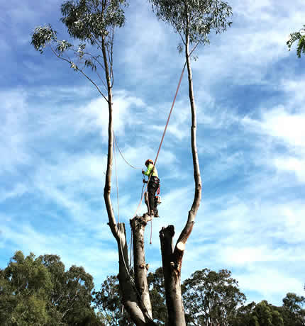 tree-lopping-stump-removal-sydney.jpg